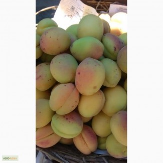 Продам армянский абрикос сорт шалах
