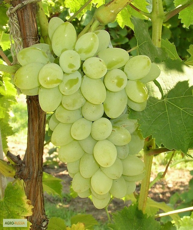Фото 3. Саженцы винограда