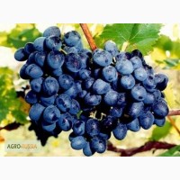 Продам виноград винных сортов