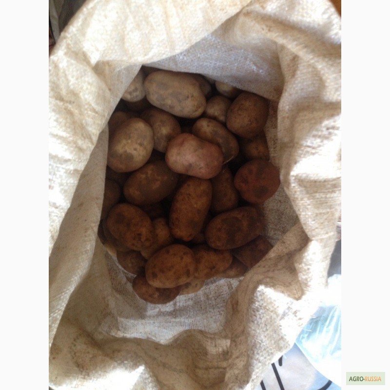 Фото 2. Фермерский картофель из Пинеги в Архангельске