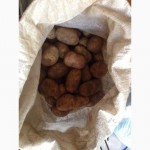 Фермерский картофель из Пинеги в Архангельске