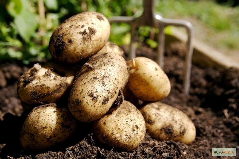 Фото 3. Фермерский картофель из Пинеги в Архангельске