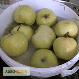 Яблоки моченые оптом 2019