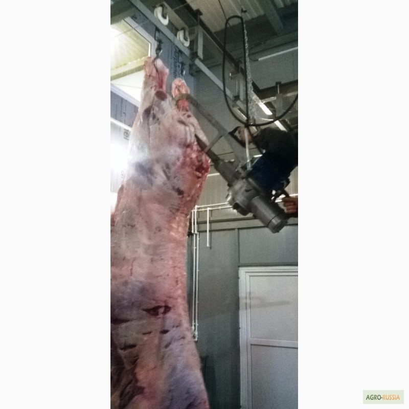 Фото 2. Мясо-говядина быки с откорма мясного направления Герефордская порода