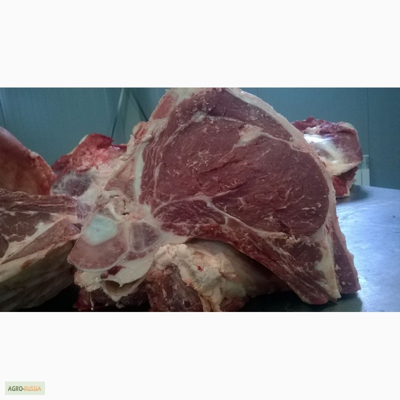 Фото 3. Мясо-говядина быки с откорма мясного направления Герефордская порода