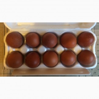 Инкубационное яйцо кур породы МАРАН черно-медный