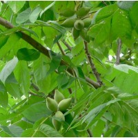 Молодые плоды ореха маньчжурского (молочной зрелости)