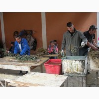 Производство на лозови калеми и овошни садници
