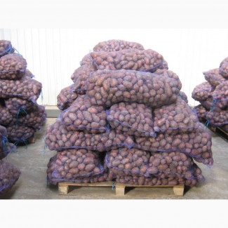 Картофель оптом от производителя. урожай 2019 года