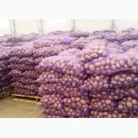 Картофель оптом от производителя. урожай 2019 года