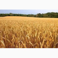 Озимая пшеница 600 тонн, 4 класс от производителя