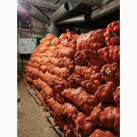 Продам лук репчатый урожай 2020