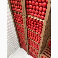 Продам помидоры оптом