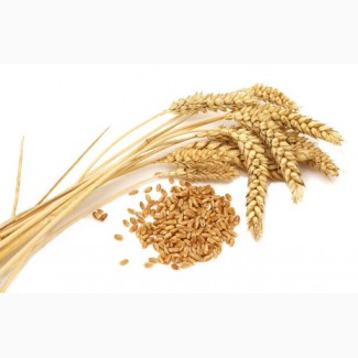 Продаем пшеницу 3, 4 класс оптом от сельхозпроизводителя