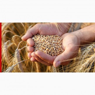 Продаются семена пшеницы озимой, сорт Немчиновская 57