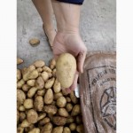 Продаём картофель нового урожая 2017 (Египет)