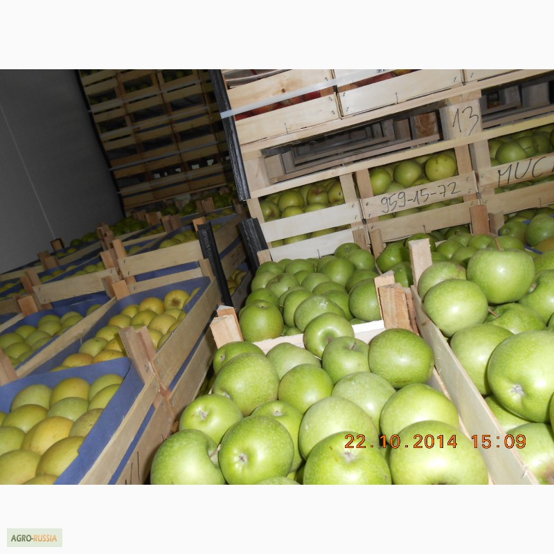 Фото 9. Свежие фрукты яблоки в Сербии