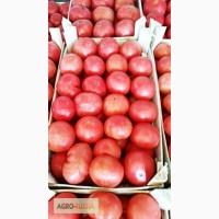 Продам Ростовские помидоры в Москве