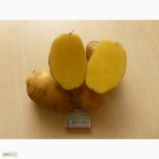Картофель сортов Ароза, Наташа