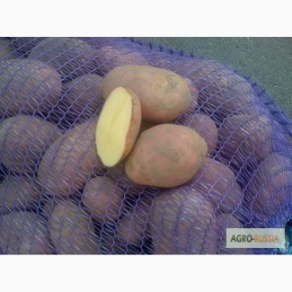 Продаем картофель оптом от производителя, сорт РедСкарлет, калибра 5+, 8 руб/кг