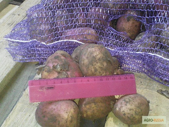 Фото 2. Продаем картофель оптом от производителя, сорт РедСкарлет, калибра 5+, 8 руб/кг