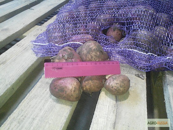 Фото 3. Продаем картофель оптом от производителя, сорт РедСкарлет, калибра 5+, 8 руб/кг