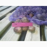 Продаем картофель оптом от производителя, сорт РедСкарлет, калибра 5+, 8 руб/кг