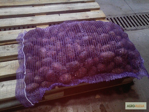 Фото 4. Продаем картофель оптом от производителя, сорт РедСкарлет, калибра 5+, 8 руб/кг