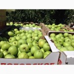 Продам кубанские яблоки нового урожая