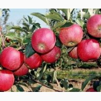 Продам яблоки осенних и зимних сортов