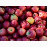 Продам яблоки осенних и зимних сортов