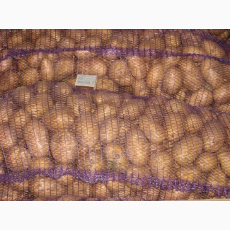 Отборный семенной и продовольственный картофель от производителя