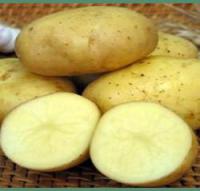 Фото 2. Отборный семенной и продовольственный картофель от производителя
