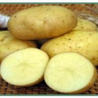 Отборный семенной и продовольственный картофель от производителя