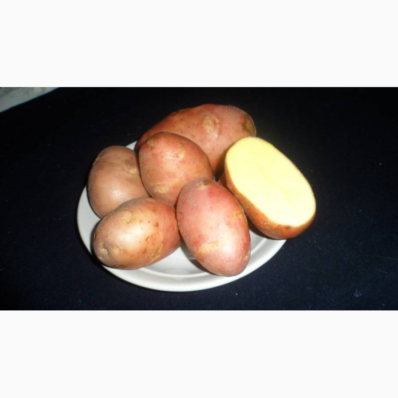 Фото 3. Отборный семенной и продовольственный картофель от производителя