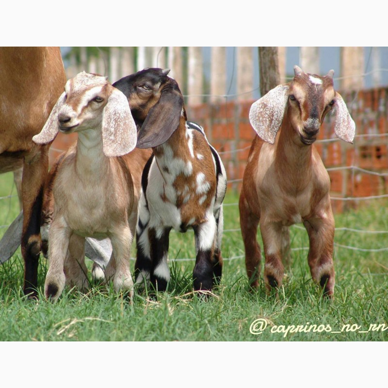 Фото 6. Племенные козы молочных пород