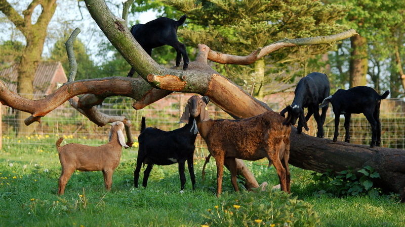 Фото 7. Племенные козы молочных пород