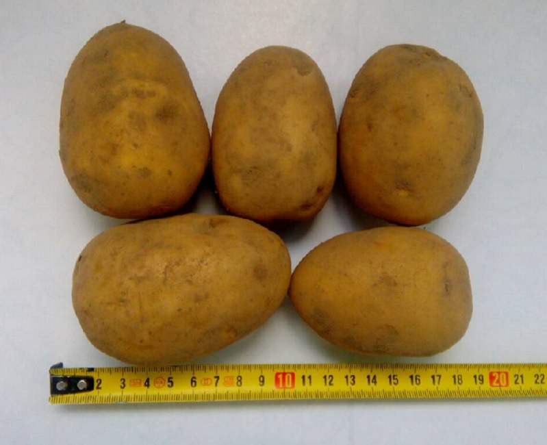 Картофель оптом Гала 5+ от производителя РБ, цена 0.12$/кг