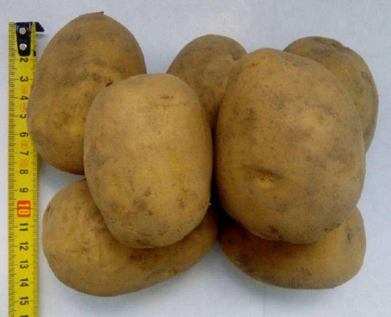 Фото 2. Картофель оптом Гала 5+ от производителя РБ, цена 0.12$/кг