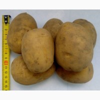 Картофель оптом Гала 5+ от производителя РБ, цена 0.12$/кг