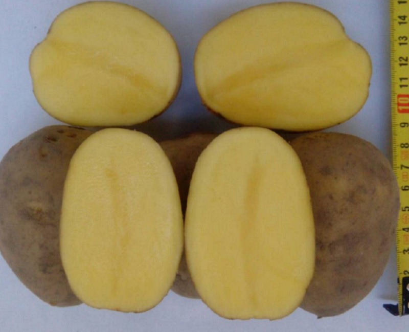 Фото 3. Картофель оптом Гала 5+ от производителя РБ, цена 0.12$/кг