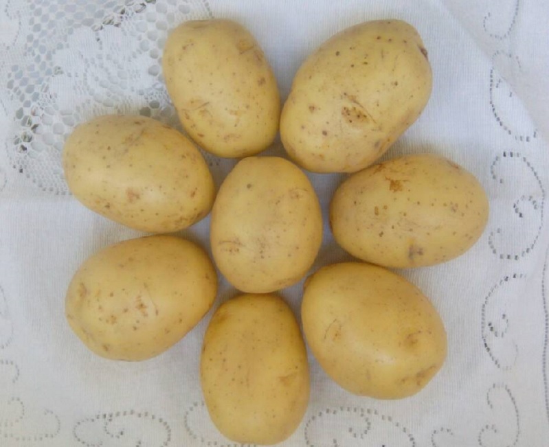 Фото 7. Картофель оптом Гала 5+ от производителя РБ, цена 0.12$/кг