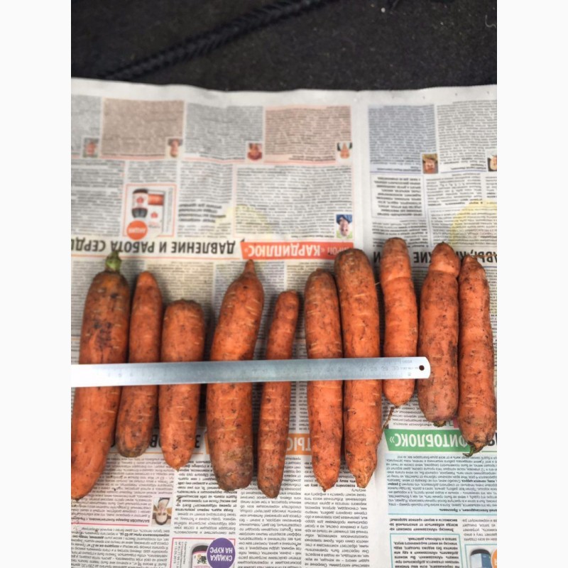 Фото 3. Продаём морковь оптом от производителя