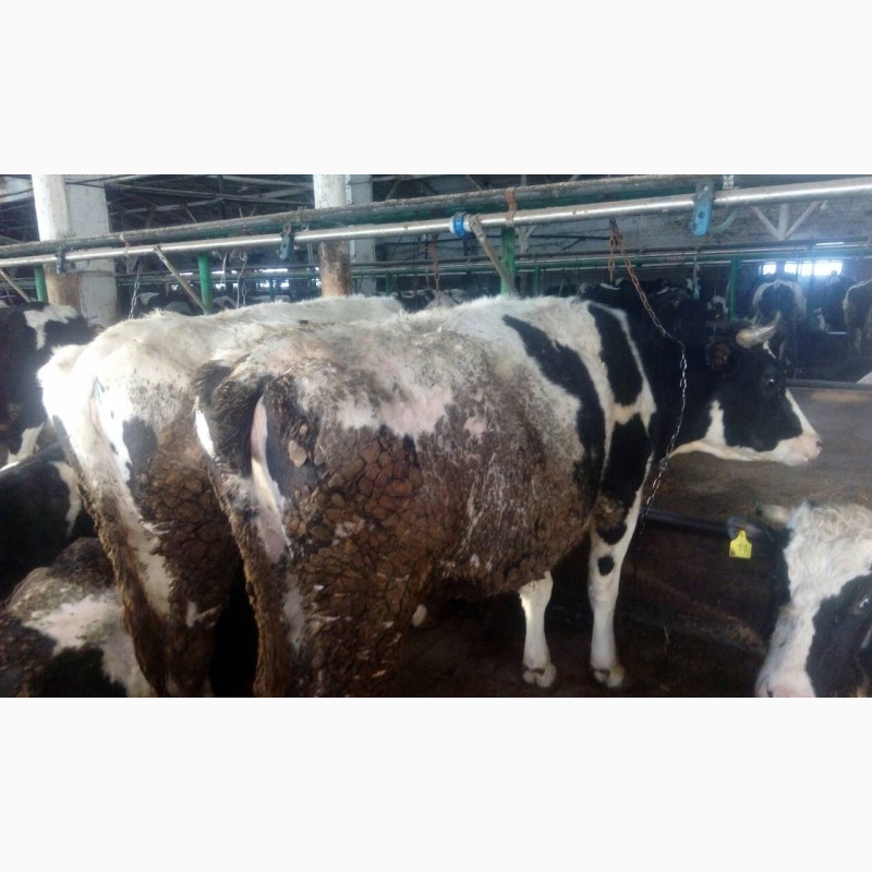 Фото 2. Мясокомбинат закупает коров выбраковку на убой