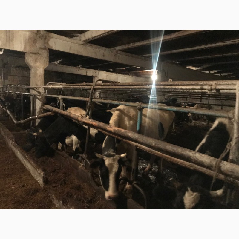 Фото 4. Мясокомбинат закупает коров выбраковку на убой