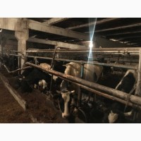 Мясокомбинат закупает коров выбраковку на убой