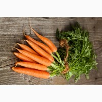 Продам профессиональные семена моркови