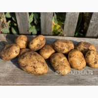 Реализуем картофель, Республика Беларусь
