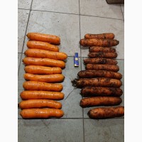 Продаем морковь