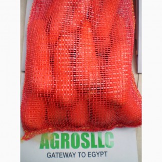 Морковь. Египет